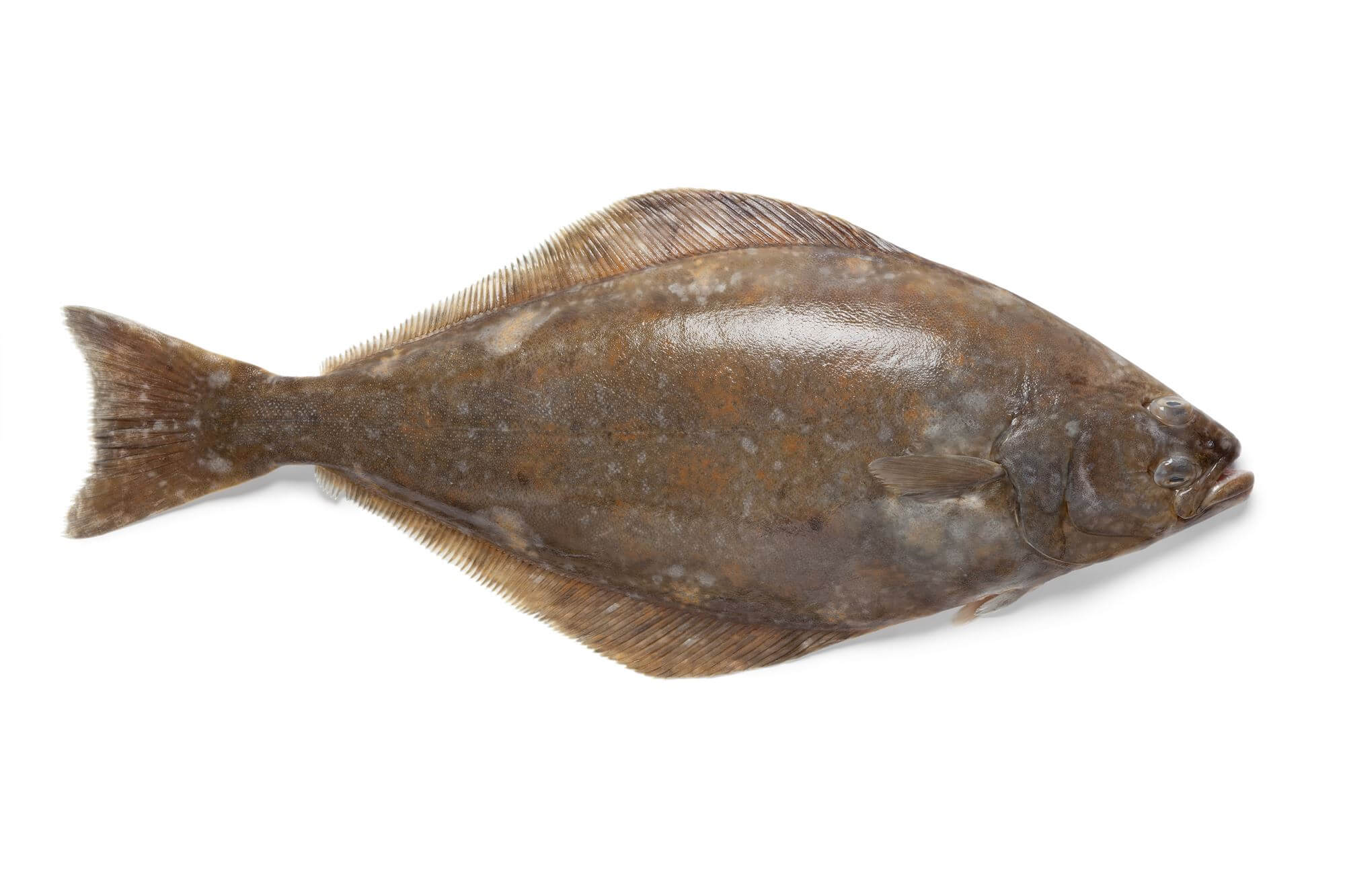Multirolle zum Pilken Meeresrolle für Dorsch & Heilbutt Fin-Nor Primal PR12HS 